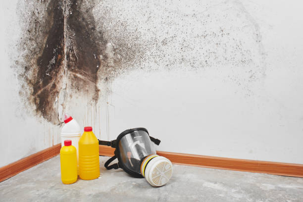 Best Toxic Mold Removal  in Samoset, FL