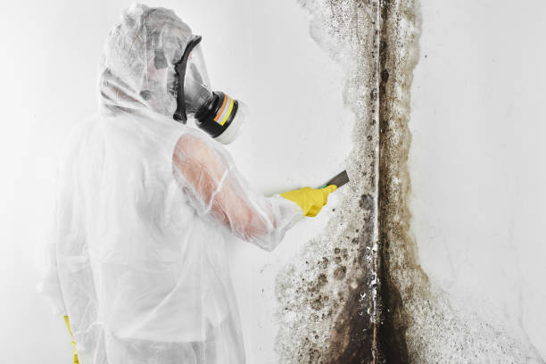 Mold Testing and Removal in Samoset, FL