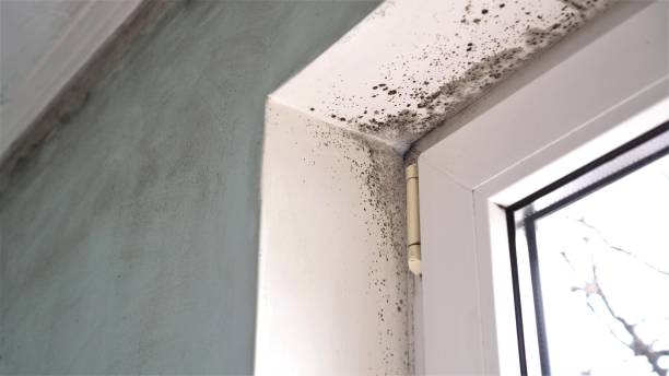 Professional Mold Removal in Samoset, FL