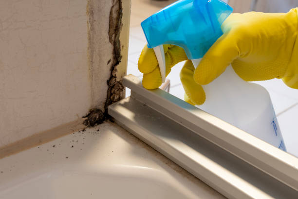 Best Fast Mold Removal  in Samoset, FL