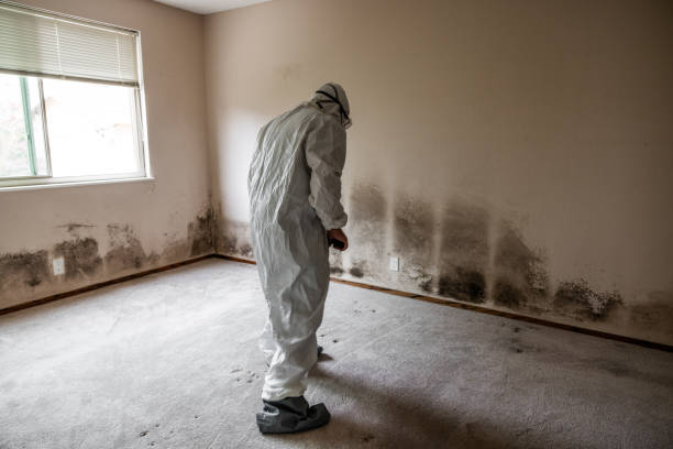 Certified Mold Removal