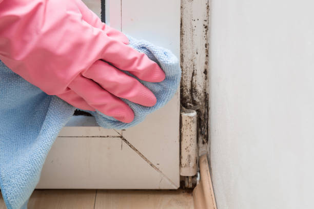 Best Local Mold Removal Service  in Samoset, FL