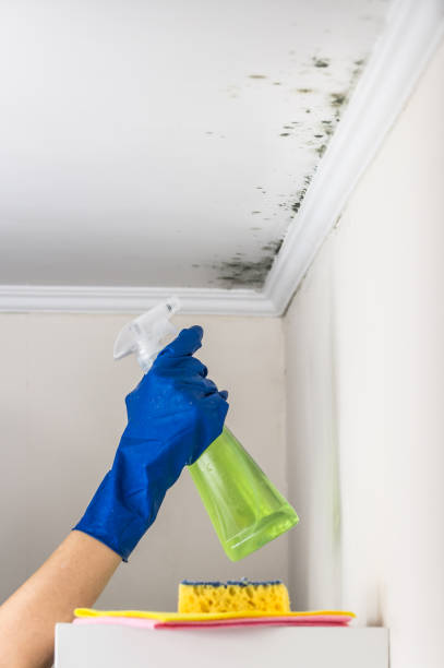 Best Mold Damage Repair  in Samoset, FL