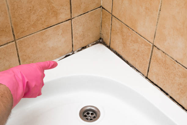 Best Mold Removal Process  in Samoset, FL